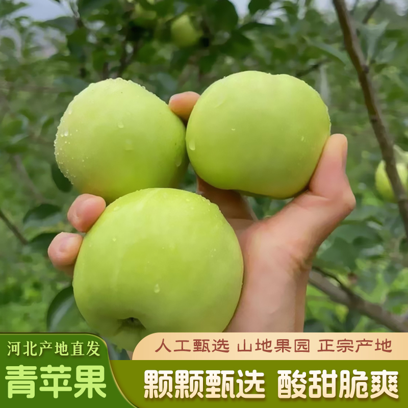 河北太行山青苹果新鲜水果当季现摘现发孕妇酸甜脆爽整箱绿小苹果