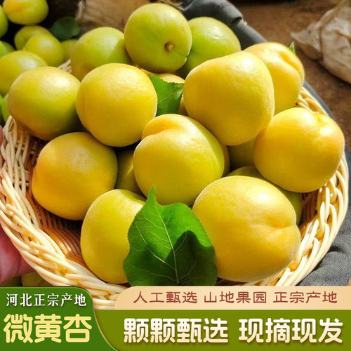 河北保定太行山微黄半黄杏子酸脆爽口孕妇水果当季整箱现摘现发