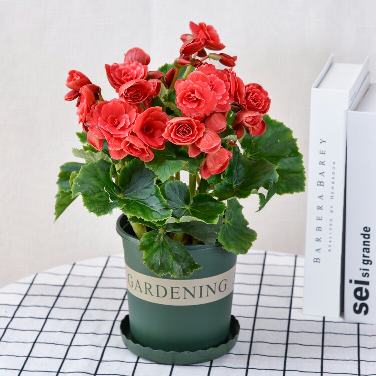 丽格重瓣海棠花盆栽室内阳台盆景大花卉观花植物好养四季好养开花