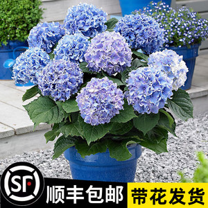 绣球花苗无尽夏四季开花绣球花盆栽带花庭院花卉室内植物花带花苞
