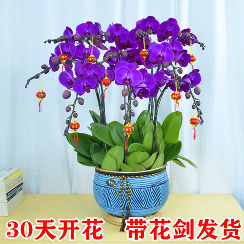 蝴蝶花盆栽销量排行榜 蝴蝶花盆栽品牌热度排名 小麦优选