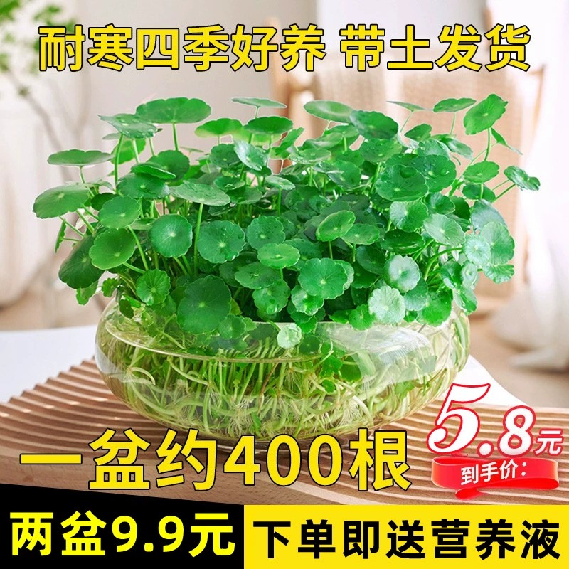 带叶铜钱草水培植物办公室内盆栽客厅桌面绿植花卉趣味水养金钱草 鲜花速递/花卉仿真/绿植园艺 绿植 原图主图