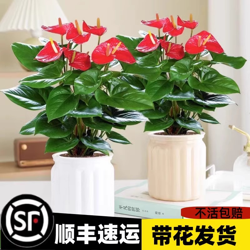 特级红掌盆栽一帆风顺白掌花卉植物室内好养绿植鸿运当头四季开花