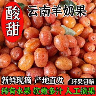 酸甜羊奶果新鲜云南特产密花胡颓子牛虱子果时令孕妇稀有水果包邮