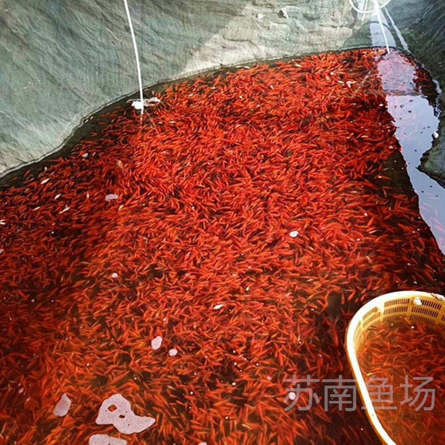 观赏鱼苗红鲤鱼红鲤鱼苗