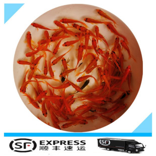 冷水观赏鱼垂钓鱼龙鱼活体饲料鱼小红草金鱼草金鱼锦鲫鱼顺丰 包邮