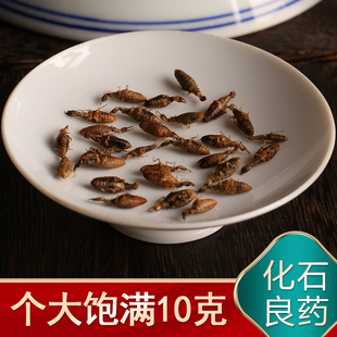 地牯牛新鲜蚁狮金沙牛虫中药材倒退虫金砂牛蚂岭正宗广西特级