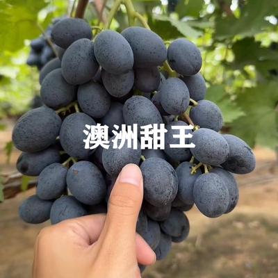 四季种植当年结果新品种葡萄树苗