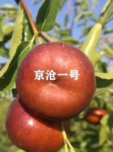 嫁接蟠枣枣树活苗特大脆甜京沧一号枣苗北南方种植当年结果果树苗