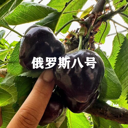四季种植当年结果车厘子樱桃树苗
