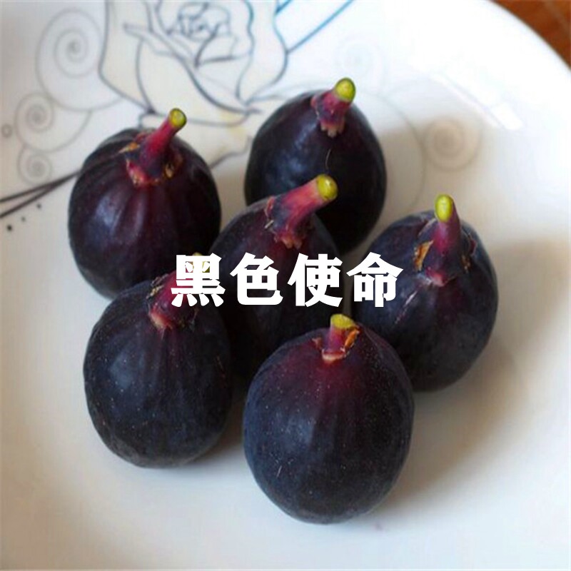 果树苗无花果苗新品种黑色使命加州黑无花果树苗盆栽地栽当年结果