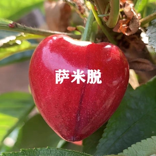 山东嫁接萨米脱樱桃苗授粉树苗北方南方种植萨米托先锋大樱桃树苗