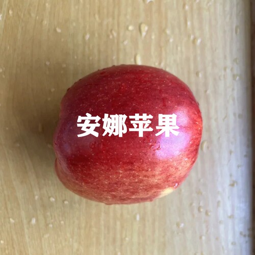 苹果树苗烟台富士苹果苗矮化乔化