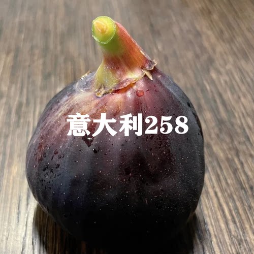 意大利258无花果新品种盆栽果树