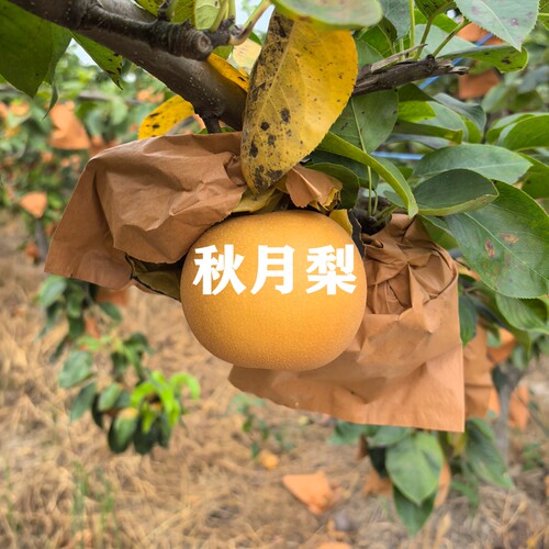 嫁接秋月梨树苗当年结果丰水梨苗