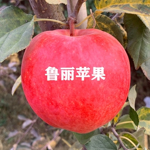 新品 种鲁丽苹果树苗嫁接早熟脆甜苹果苗全红果南方北方种植地栽苗