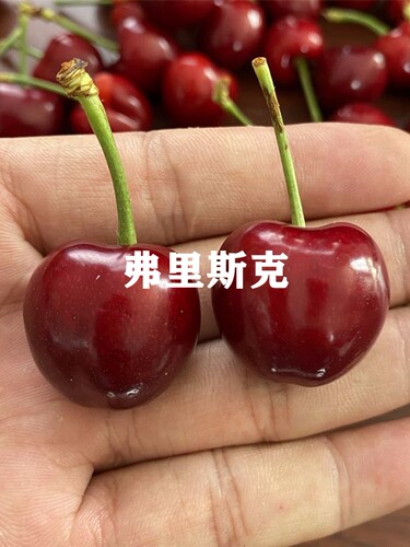 矮化苗四季种植新品种大樱桃树苗