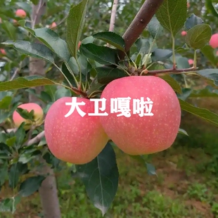 苹果树果苗嫁接大卫嘎啦苹果树苗早熟全红四代嘎啦苹果苗盆栽地栽