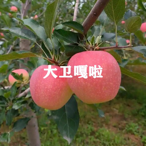 四季种植当年结果新品种早熟苹果