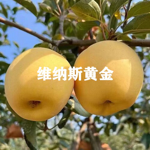 烟台新品种苹果苗维纳斯黄金苹果