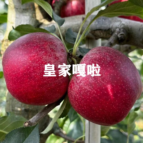 新品种烟台富士苹果树苗早熟苹果