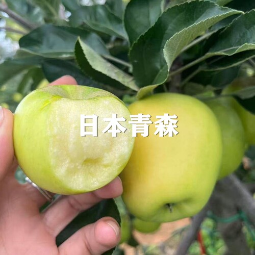 烟台富士苹果苗水蜜桃苹果矮化苗