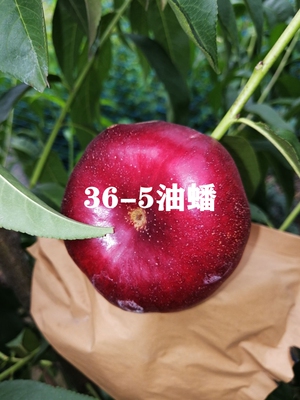 果树苗桃树苗油桃苗盆栽四季种植