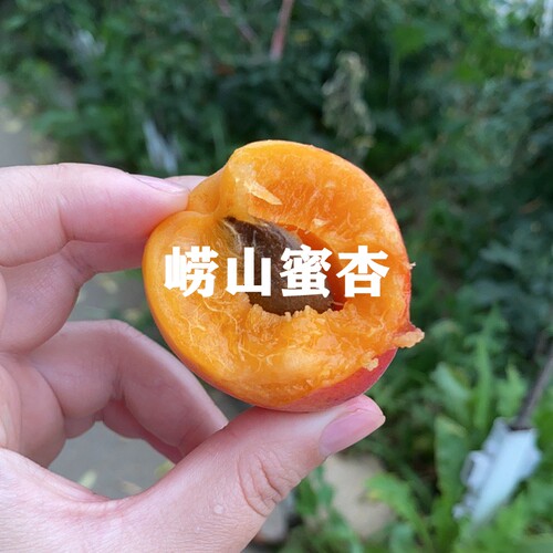 崂山二号杏树苗嫁接苗盆栽杏树苗