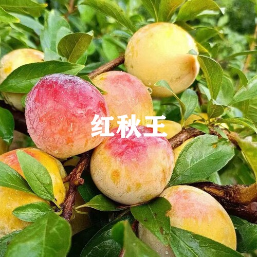 红秋王李子树苗南北方庭院地栽特