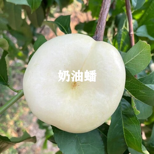 树苗盆栽地栽苗南北方种植果树苗
