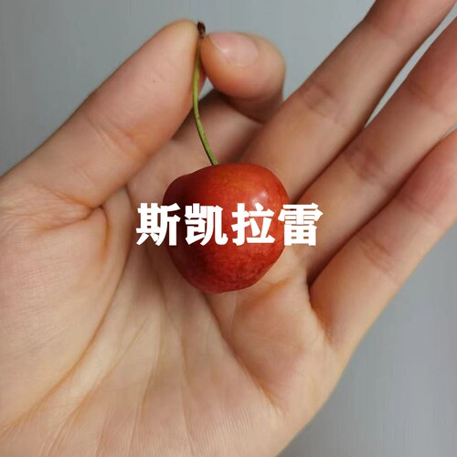 新品种车厘子大樱桃树苗天空之城