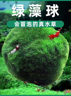 鱼缸造景虾休息的地方