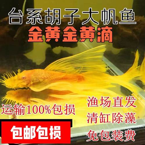 蓝眼异形皇冠直升机红蜻蜓工具鱼