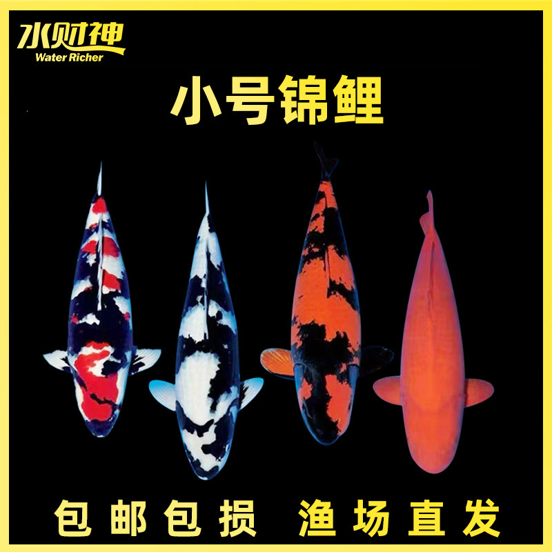 锦鲤小号活鱼观赏鱼淡水鱼苗昭和白写绯写火锂好养冷水鱼
