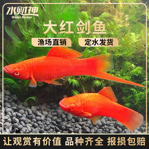 玛丽鱼红剑鱼热带观赏鱼