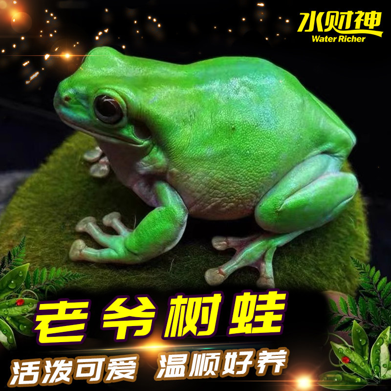 老爷树蛙活体绿蓝姥爷玻璃树蛙 青蛙活体 宠物蛙温顺造景爬宠