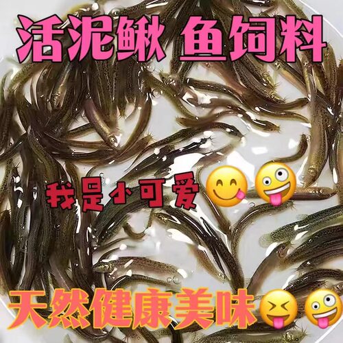 泥鳅观赏鱼冷水鱼鱼饲料除藻