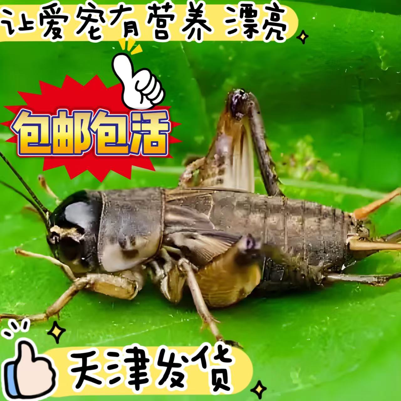 白黑蟋蟀针头蟋蟀活体蛐蛐