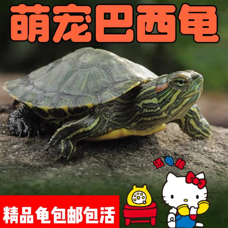 巴西龟宠物龟活体活物龟红耳龟水龟幼苗观赏大乌龟好养活小宠物龟