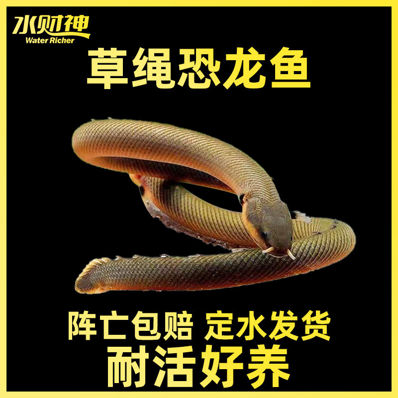 草绳恐龙鱼九角龙热带鱼活体鱼热带观赏淡水鱼水族宠物鱼古代鱼