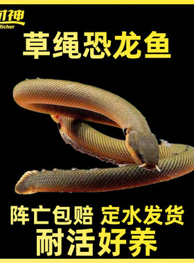 热带鱼古代鱼九角龙草绳恐龙鱼
