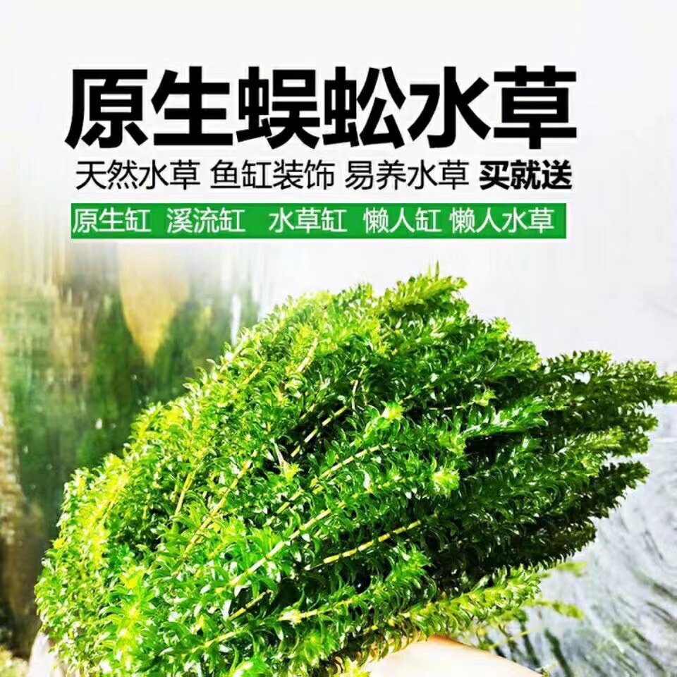 蜈蚣草淡水草活体绿植物鱼缸龟缸水族箱真草养鱼池龟池净水按斤卖