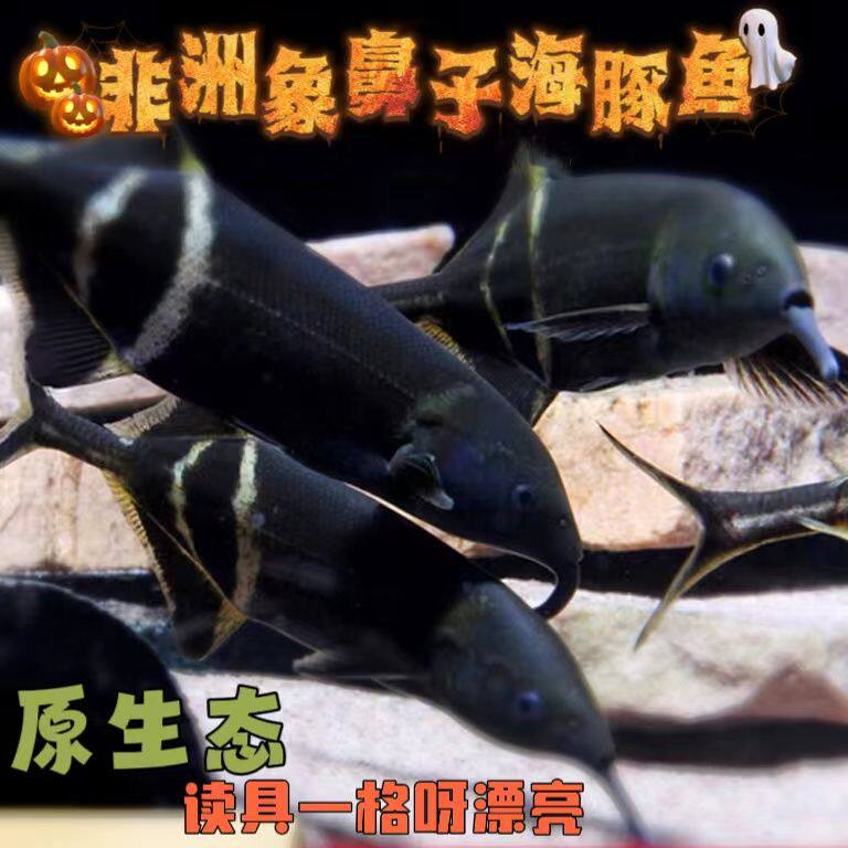 象鼻鱼热带鱼淡水鱼观赏鱼鹳嘴长颌鱼海豚鱼象鼻子鱼活体水族