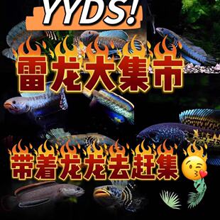 雷龙鱼热带鱼淡水鱼好养 巧克力血斑 黄金眼镜蛇雷龙 阿萨姆奶茶