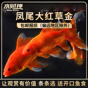 凤尾大红草金活体观赏鱼冷水鱼好养冬天不加温淡水金鱼耐活鱼