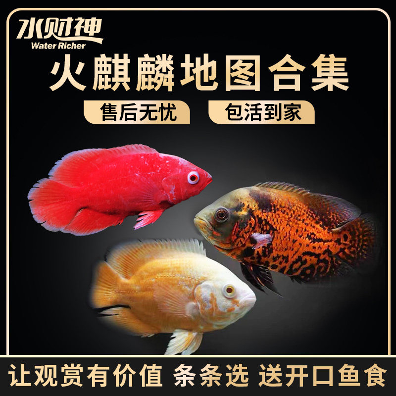 淡水鱼热带鱼地图鱼黑地宠物白图片