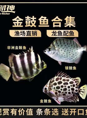 金鼓鱼中小型淡水热带鱼