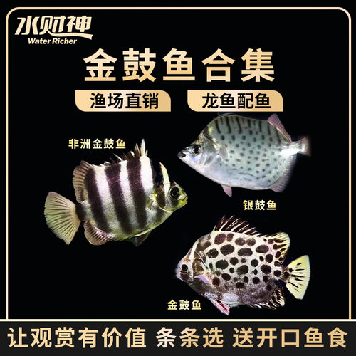 金鼓鱼中小型淡水热带鱼