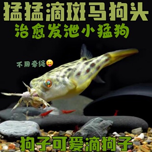 斑马狗头潜水艇河豚观赏鱼热带鱼宠物水族活体