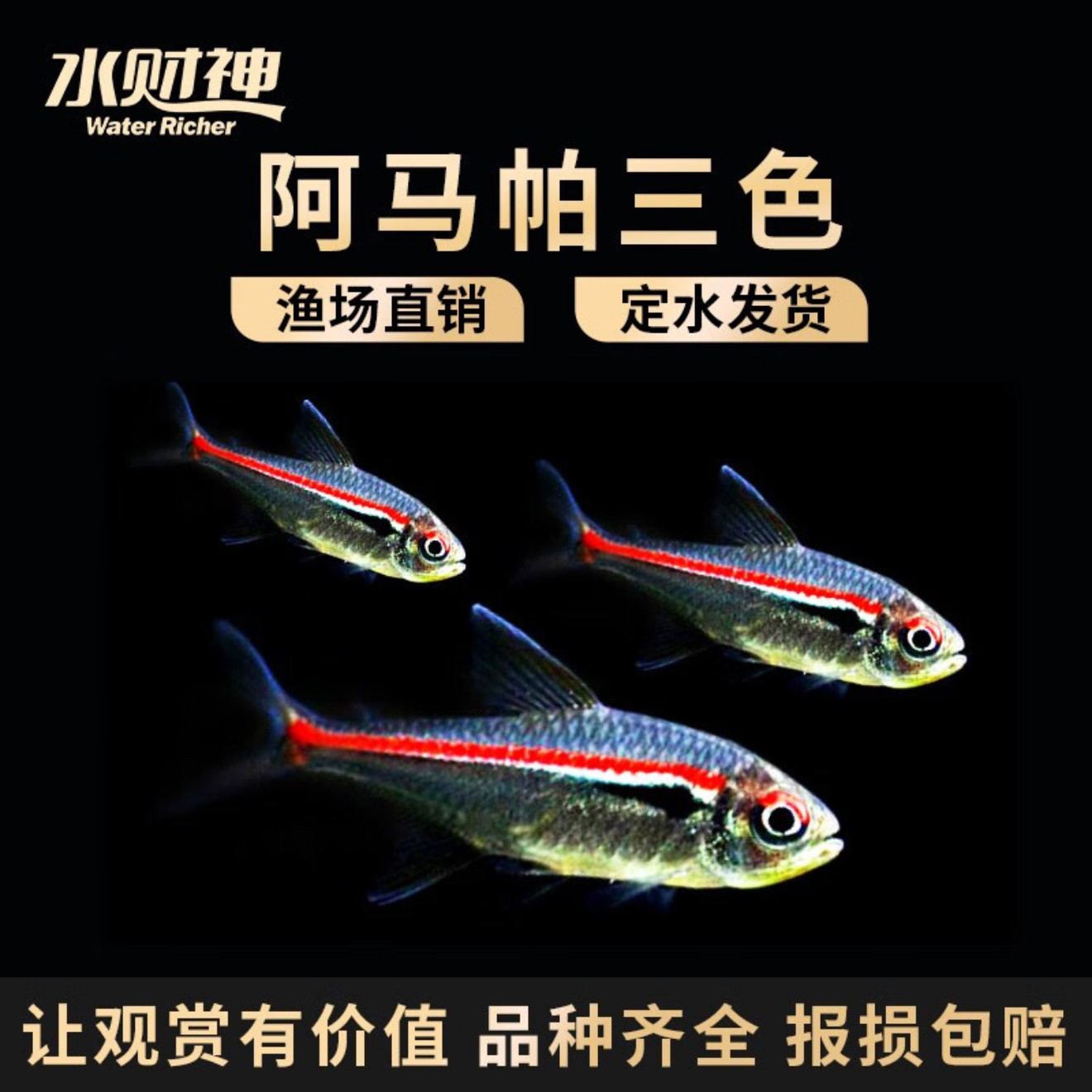 阿帕玛三色灯鱼小型热带鱼南美高端草缸群游鱼淡水鱼活体鱼观赏鱼